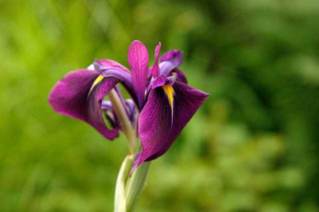 FH_VP_0054(Iris kaempferi variegata).jpg - Iris kaempferi "Variegatus" (Japanse Iris)